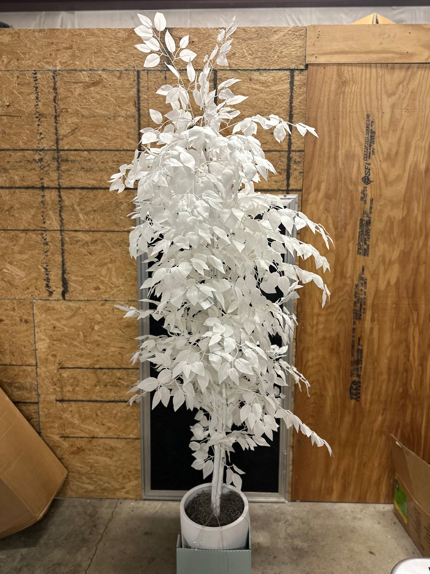 White Ficus Tree 7.5”